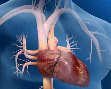 Centro Cardiológico Dr. Ricardo Huerta sistema cardiovascular